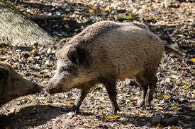 schweinepest © pixabay