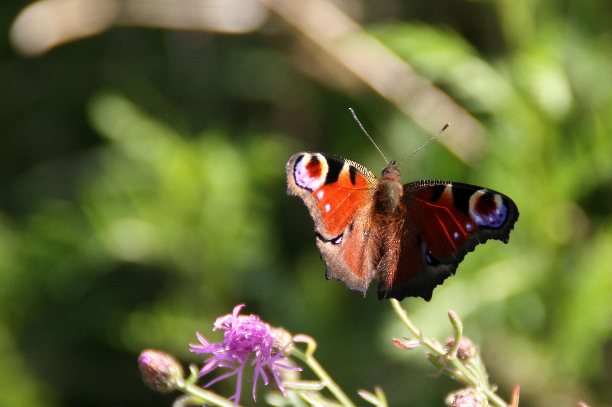Tagpfauenauge in der Goitzsche Wildnis ©Annett Freudenreich