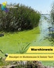 See mit Schilf am Ufer und grünen Algen auf der Wasseroberfläche