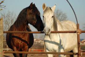 equidenpass © pixabay