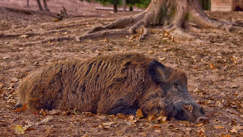 afrikanische schweinepest © pixabay