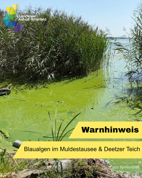 See mit Schilf am Ufer und grünen Algen auf der Wasseroberfläche &copy; Landkreis Anhalt-Bitterfeld