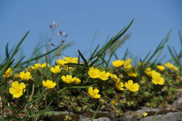 Frühlings-Fingerkraut © Uwe Holz