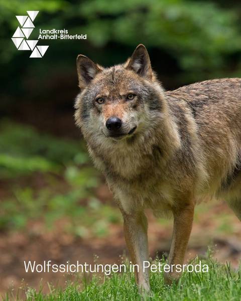 Ein Wolf steht im Wald und blickt in die Kamera &copy; Canva/ Landkreis Anhalt-Bitterfeld