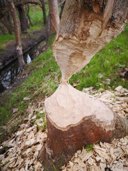 Ein Baum fotografiert in der Natur. © K. Kuhring