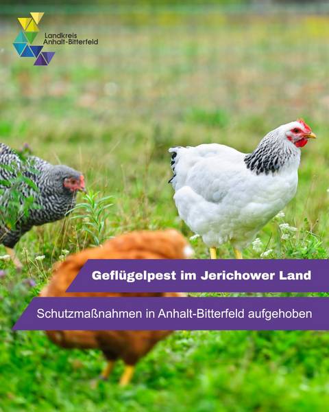 Man sieht den Kopf eines braunen Huhns. Ringsum weitere Hühner. &copy; Landkreis Anhalt-Bitterfeld via Canva.com