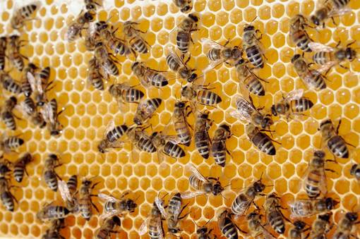 Blick auf eine Bienenwabe © Schortewitz Augenklick Hobbyimker Baumann